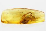 Detailed Fossil Spider Exuvia and Caddisfly in Baltic Amber #349441-3